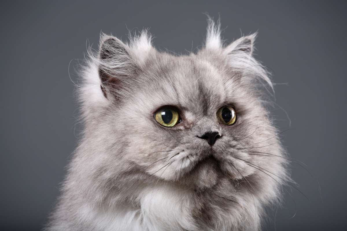 Cats from Around the World Persian Cat Animal Care Center