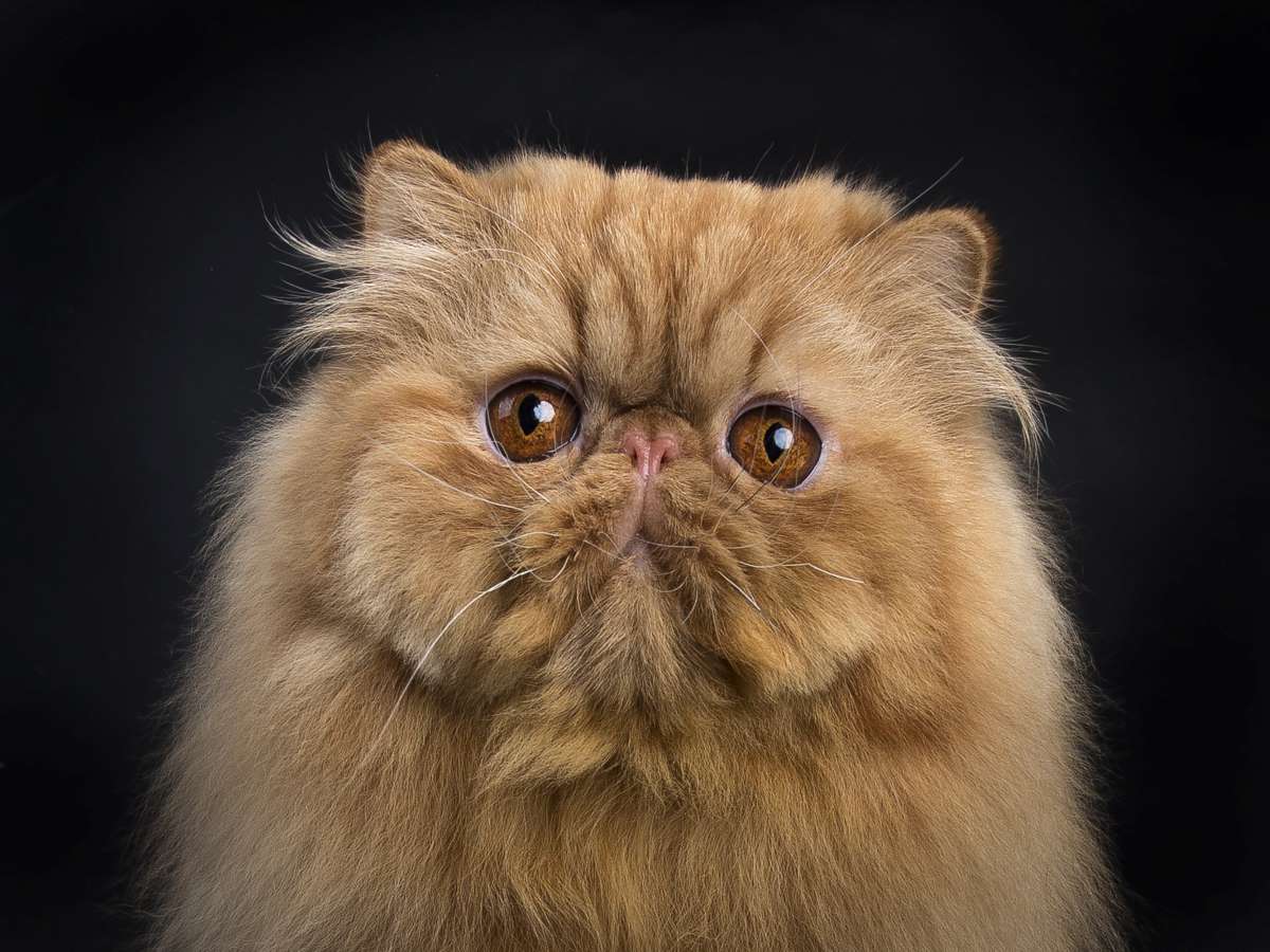 peke face persian