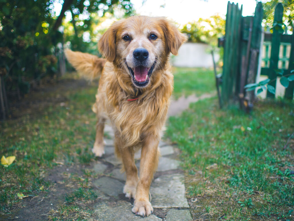 dog walking in yard