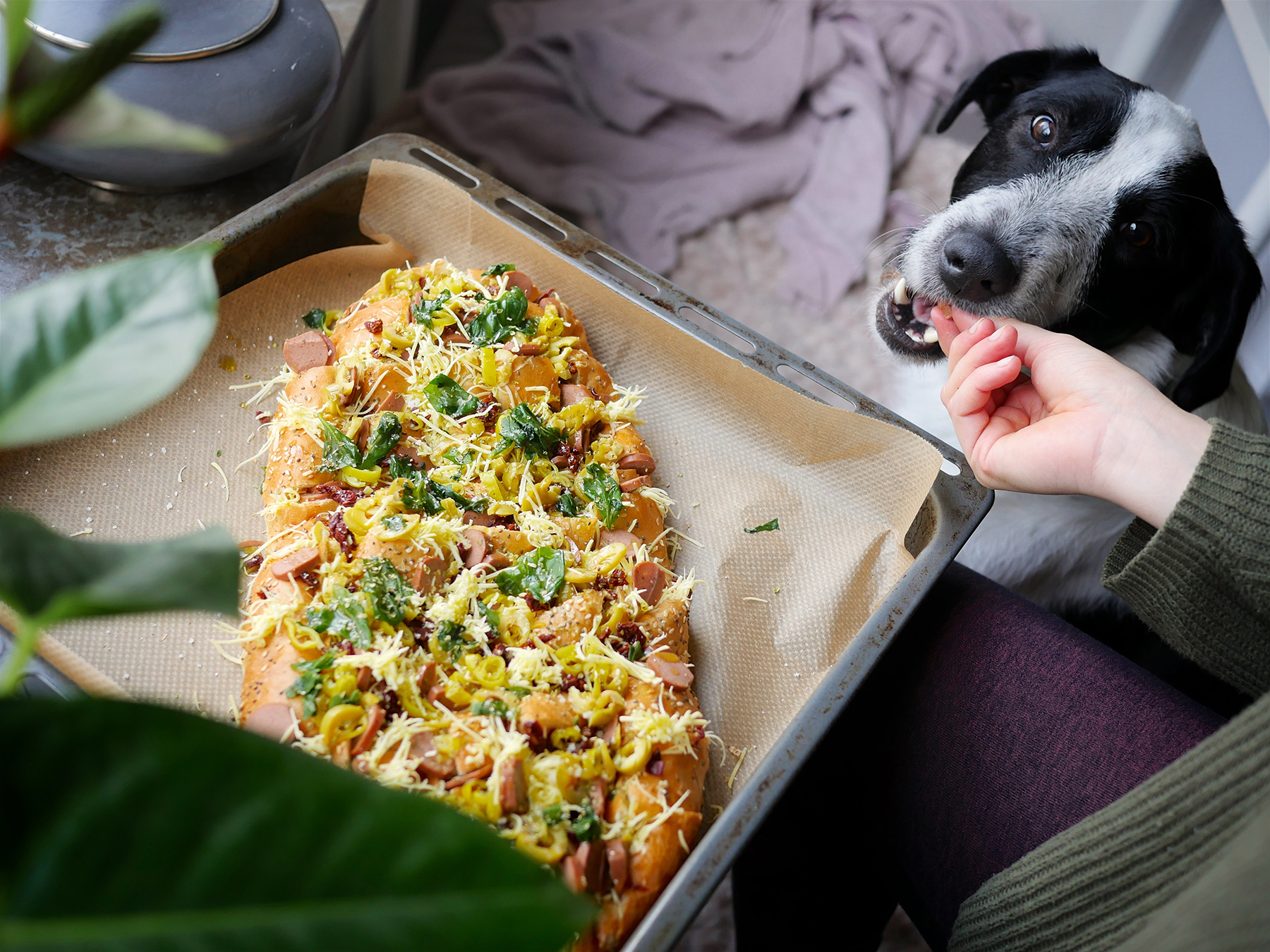 Dog making outlet food