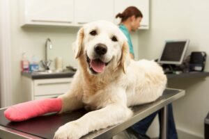 Veterinarian based in Smyrna, GA serving the Marietta, Vinings areas