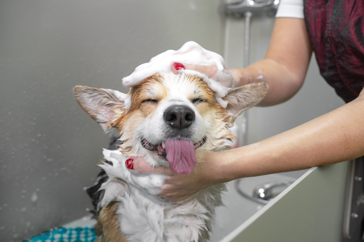 Top Hygiene Tips for Pets - Animal Care Center