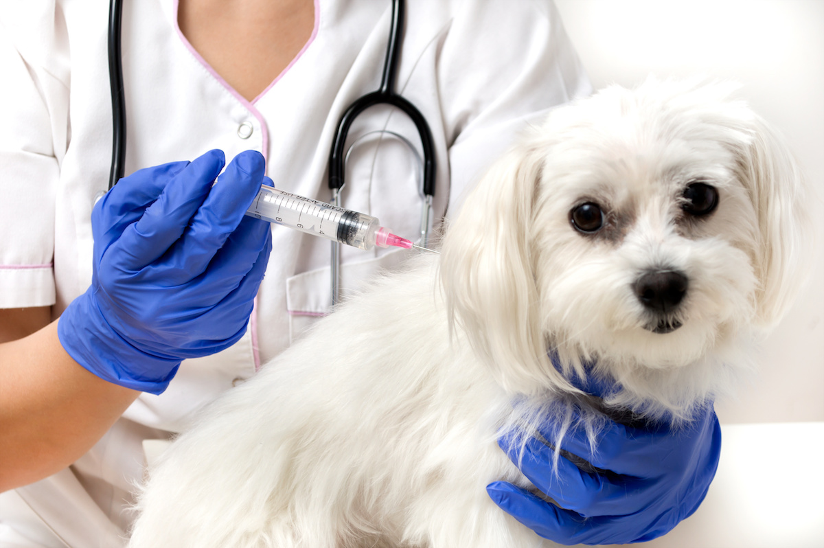 How Can You Prevent Rabies in Animals? - Animal Care Center