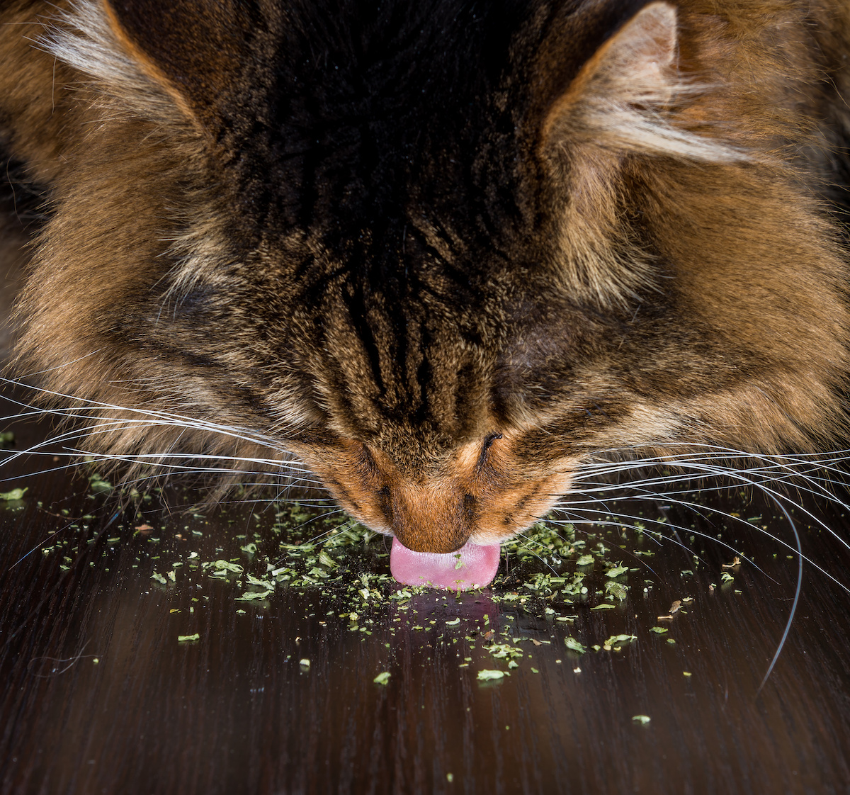 Why Catnip Works