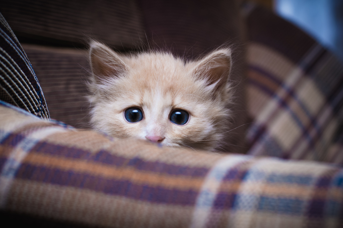 signs-of-ocd-and-anxiety-in-cats-animal-care-center