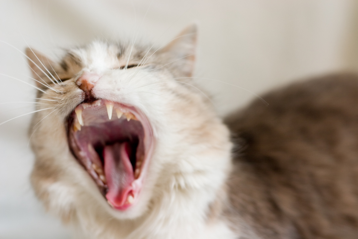 Cat in heat store meowing all night