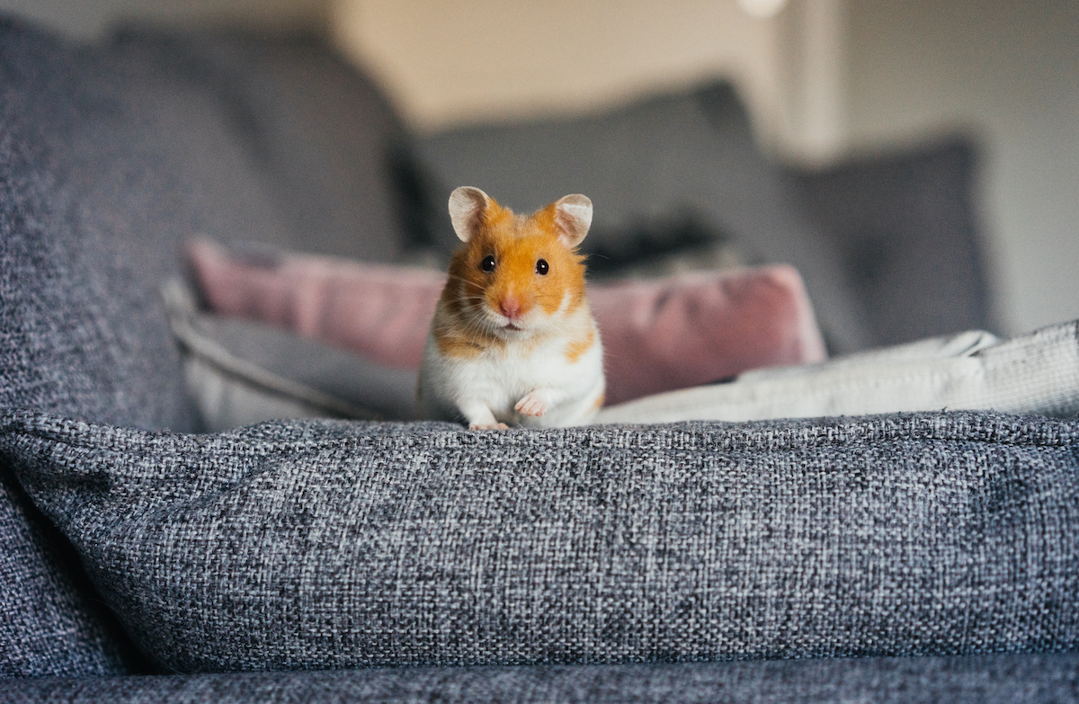 Keep Syrian Hamsters Solitary