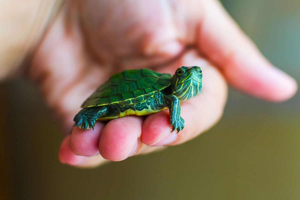 Do Turtles make Good Pets? - Animal Care Center