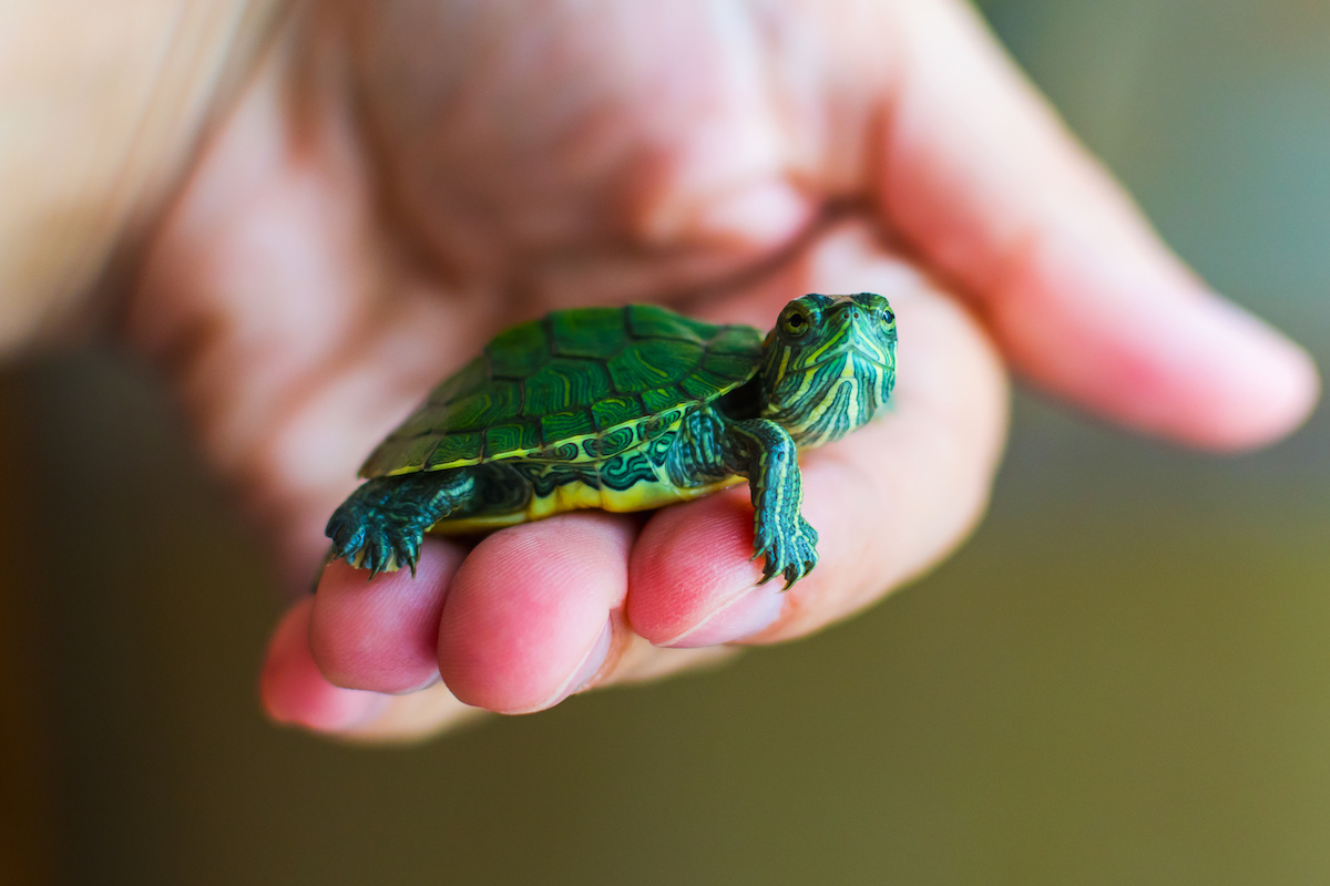 Baby turtles for sale pets store at home