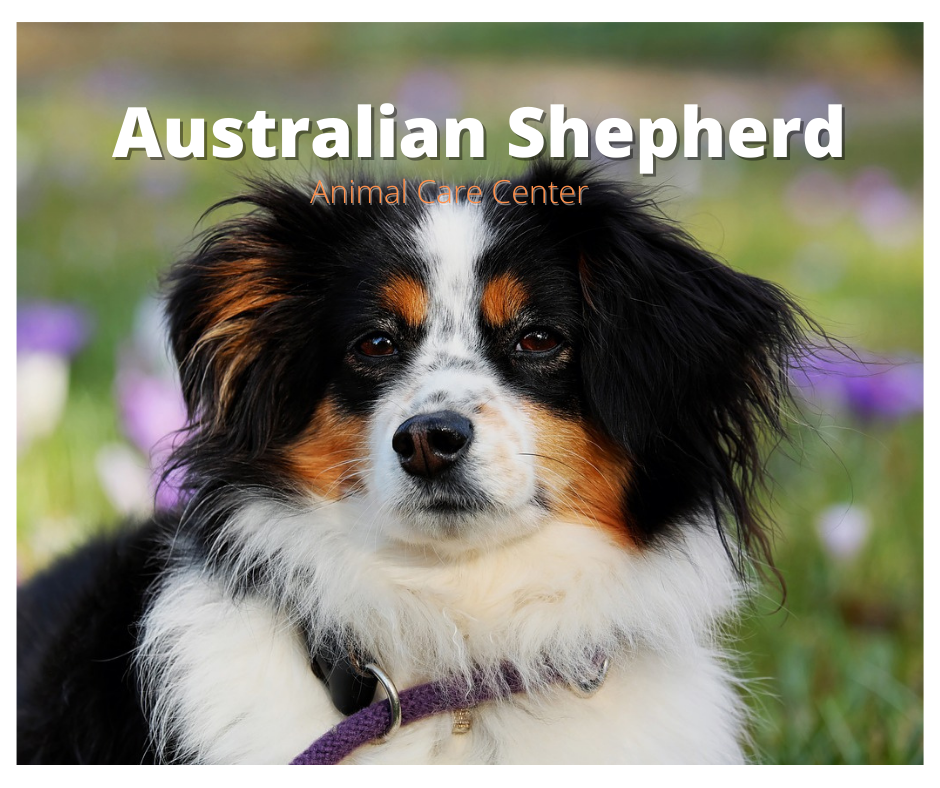 Australian Shepherd