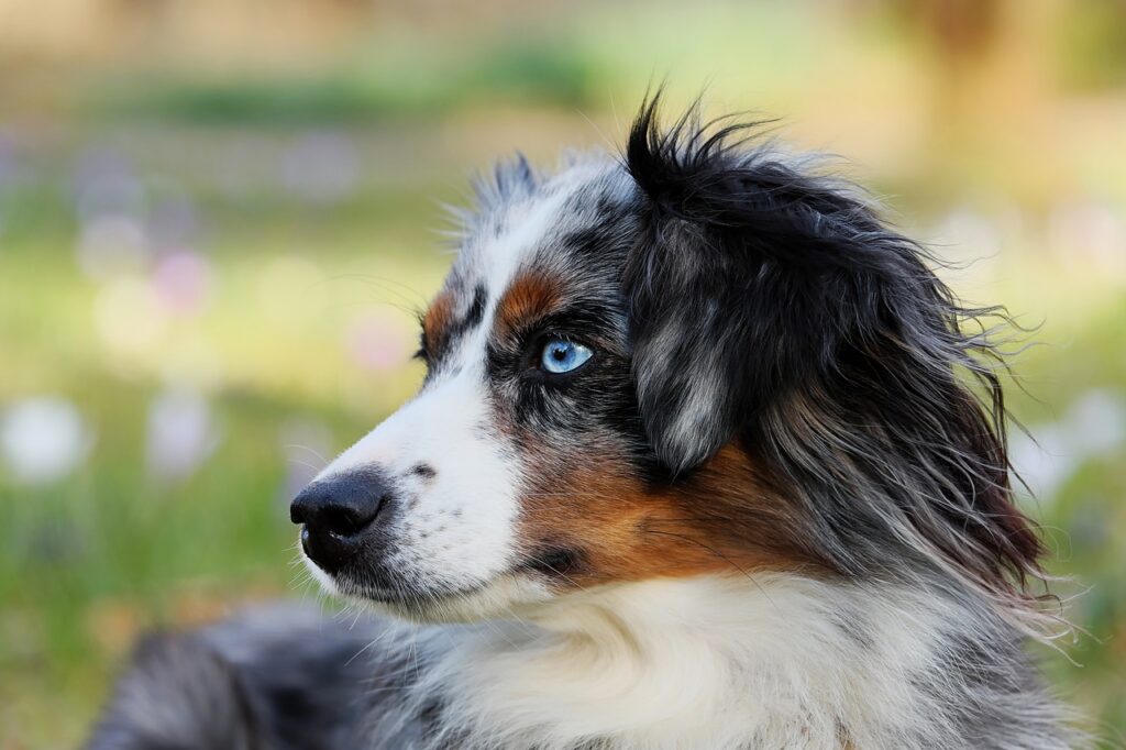 Australian Shepherd and those eyes