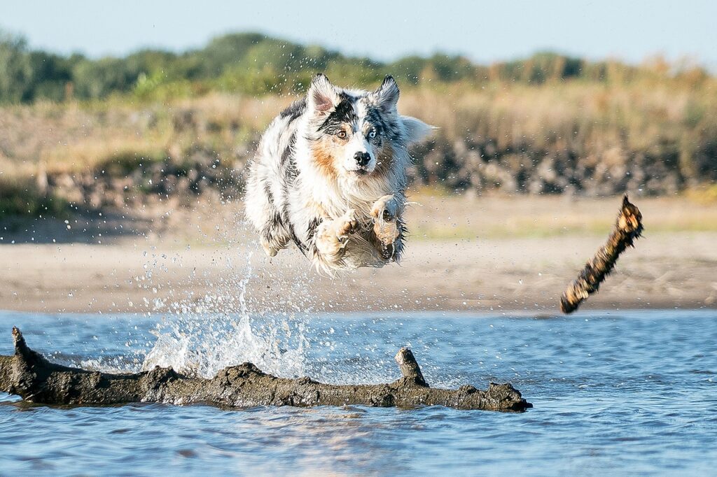 Australian Shepherd Activity