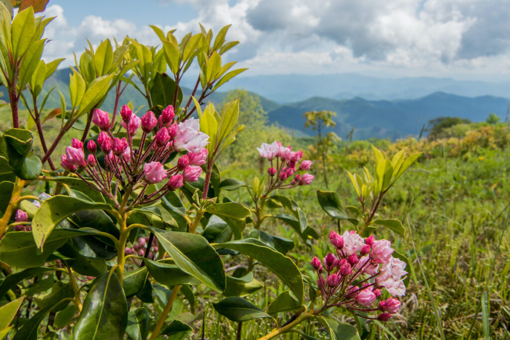 Which Plants are Poisonous to Family Pets?  Animal Care Center