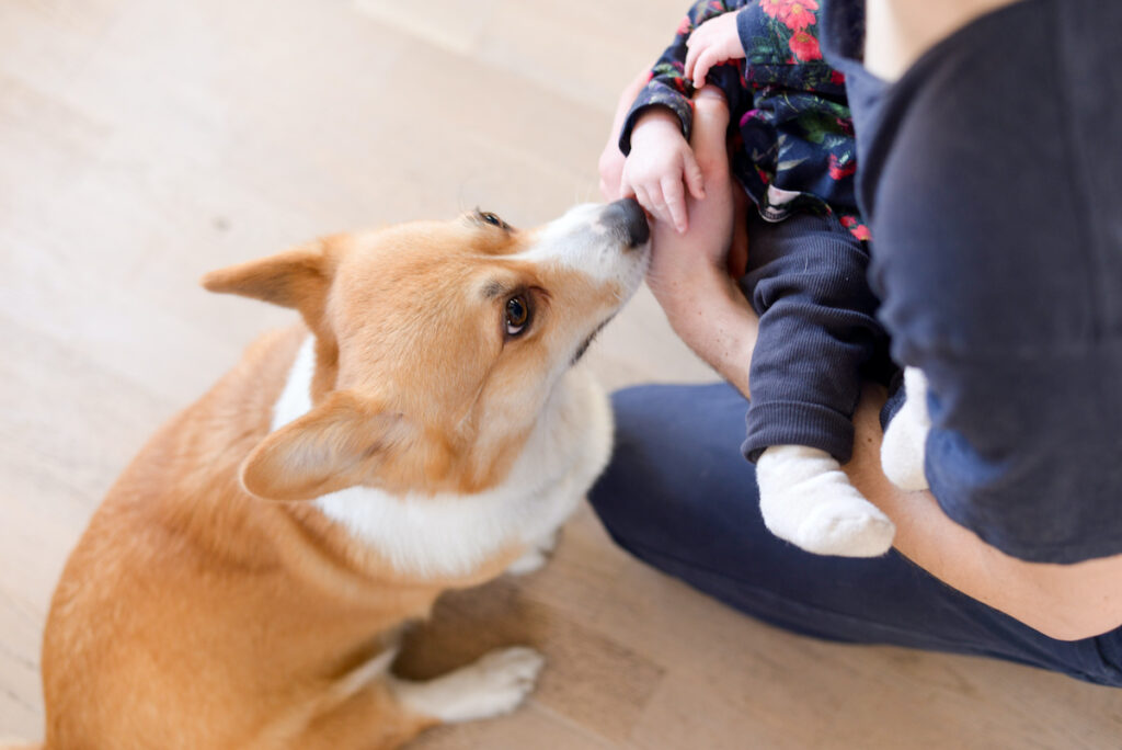 what can dogs smell on humans