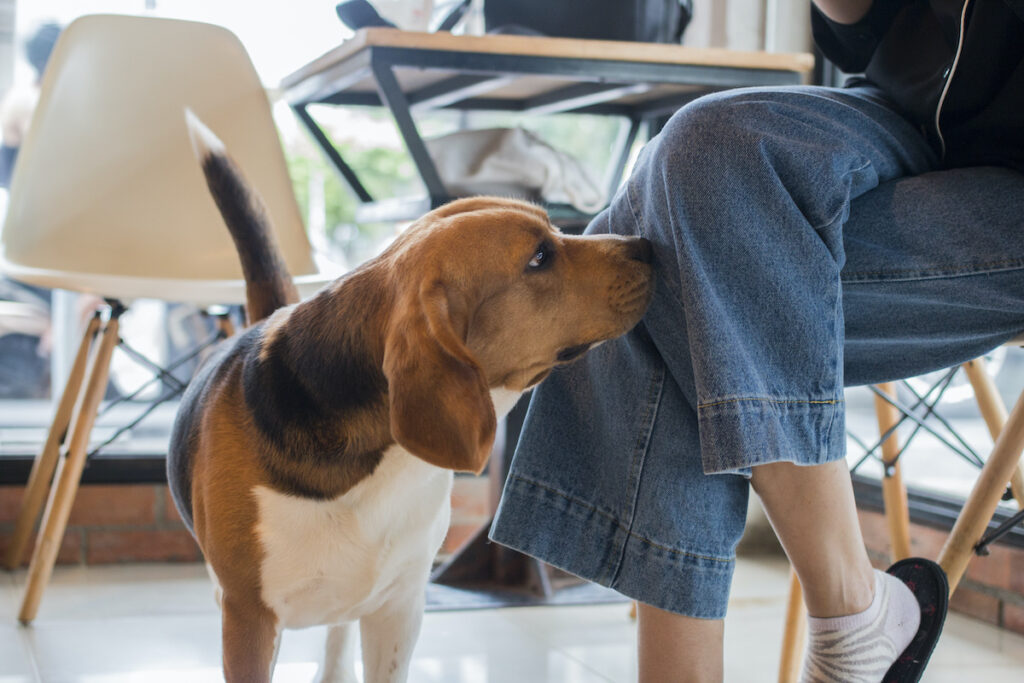 what does it mean when a dogsniffs another dog