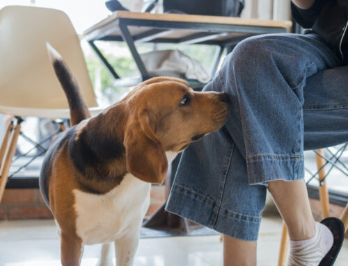 Why Does Your Dog Sniff Your Rear End?