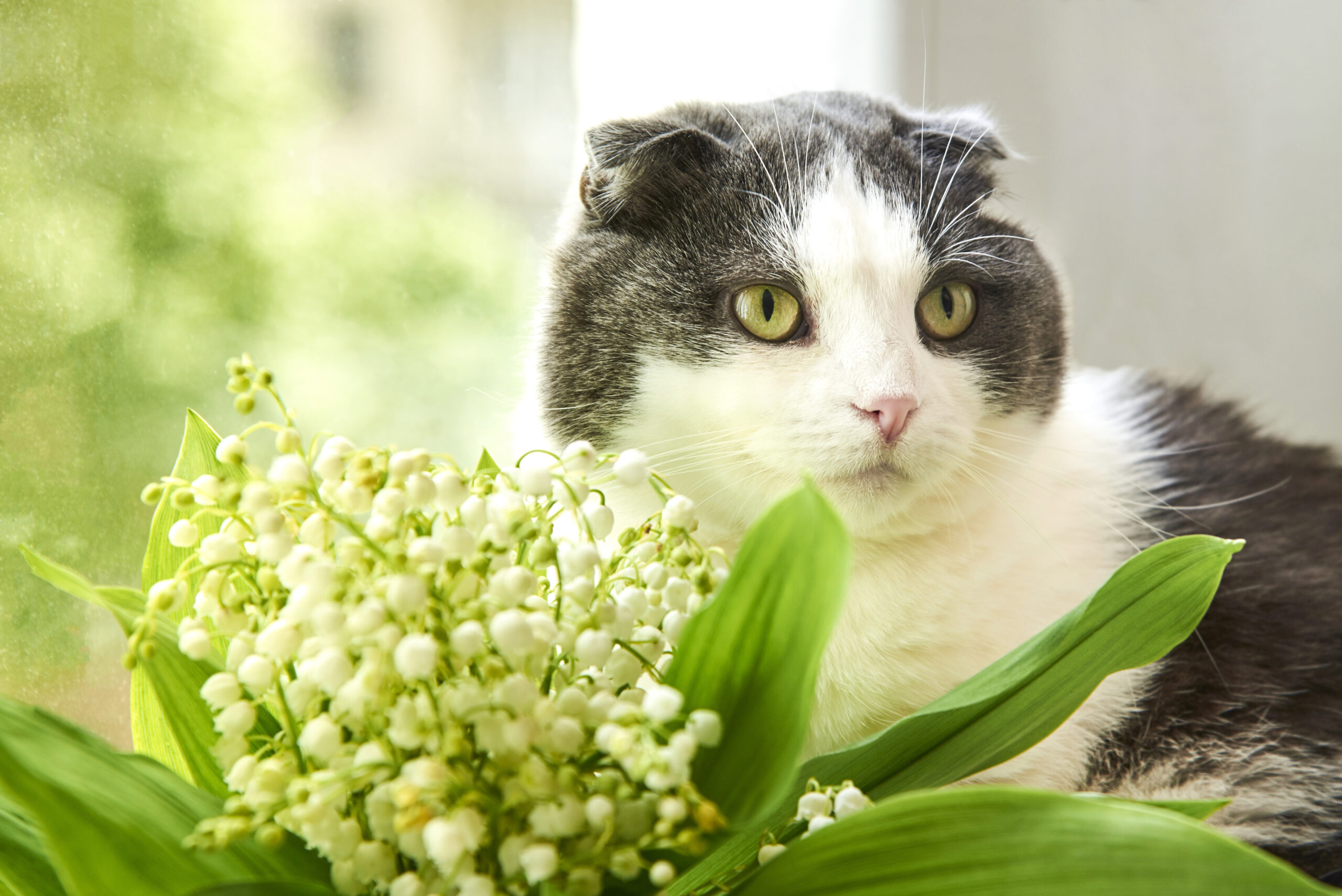 Which Plants are Poisonous to Family Pets? - Animal Care Center