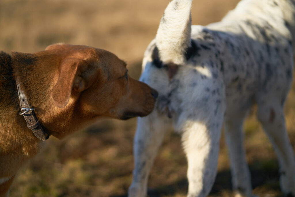 what does it mean when a dogsniffs another dog