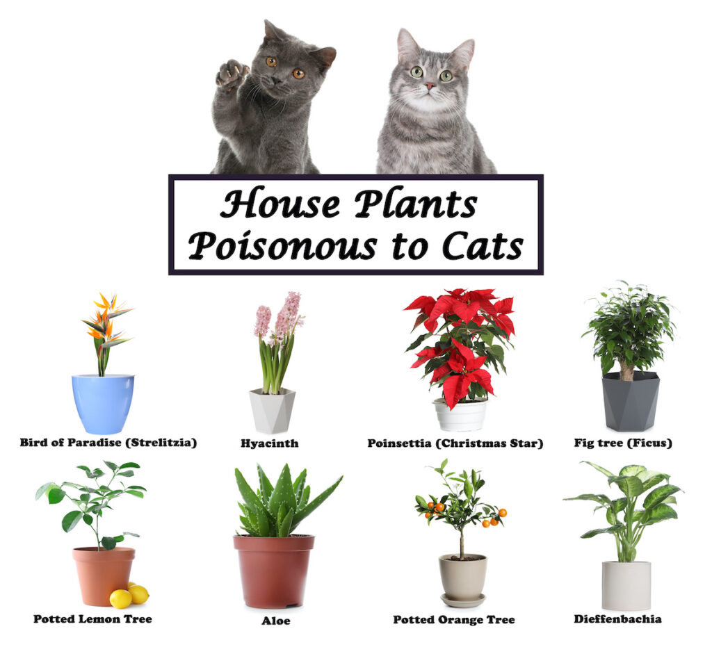 Plants toxic to deals cats and dogs