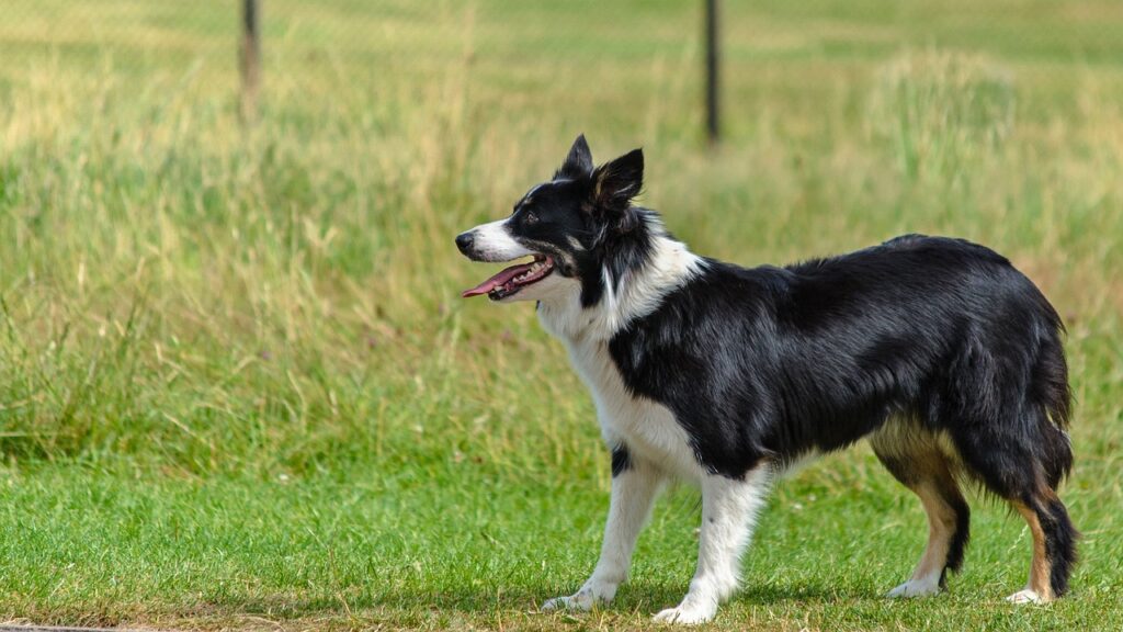 Rough haired clearance border collie