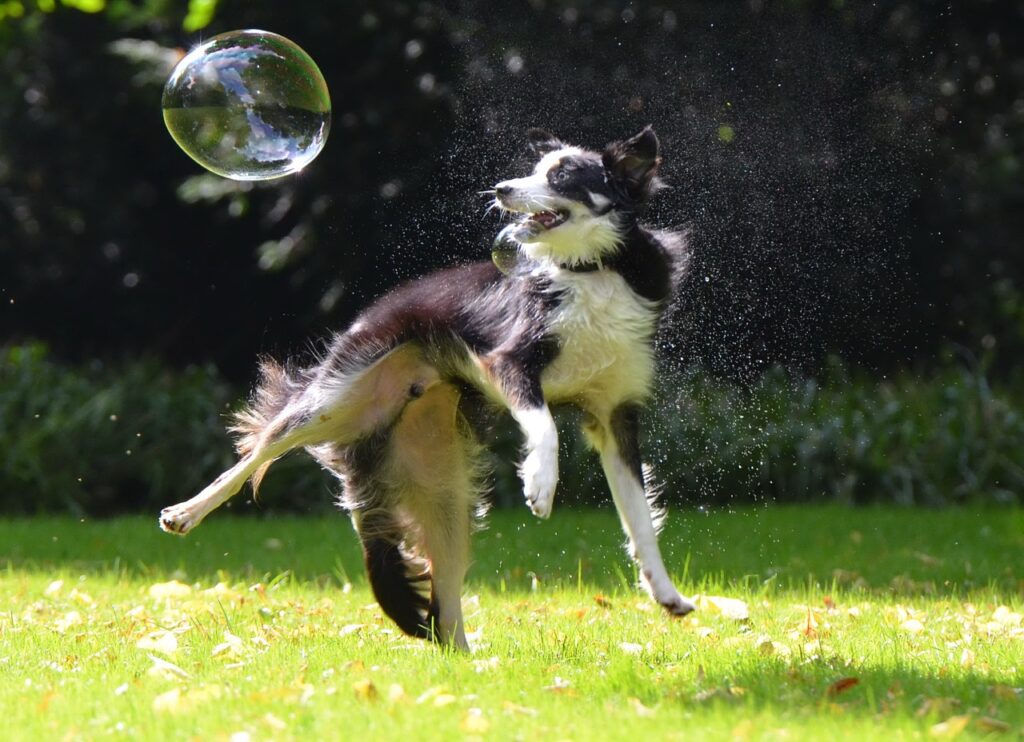 Border Collie