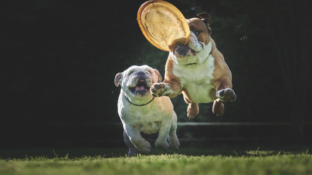 Bulldogs at play