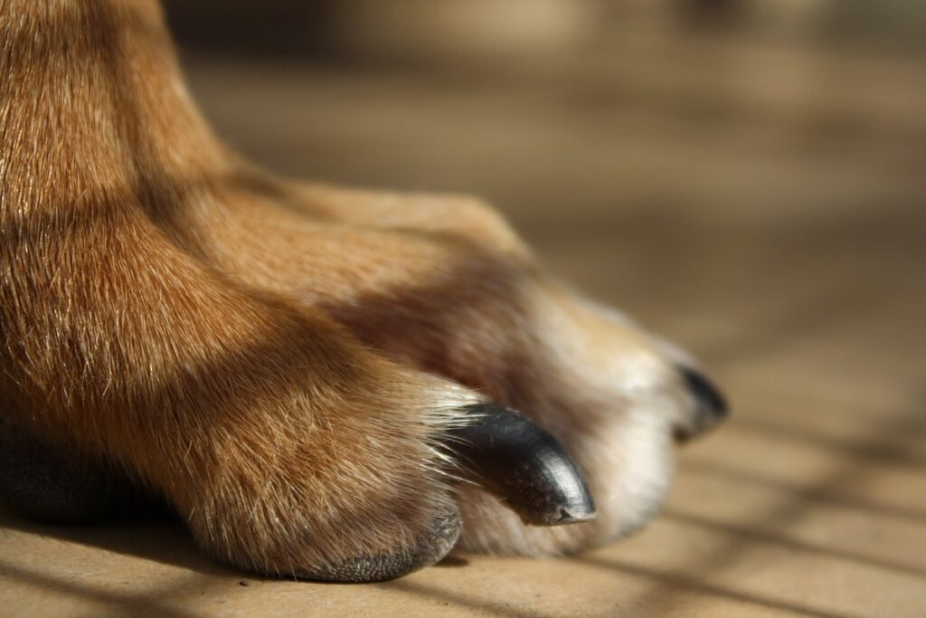 Dog Scratch Pad For Nails With Treat Boxsnack Box Scratch Board For Dog Dog  Nail Grinding Trainer F | Fruugo SA