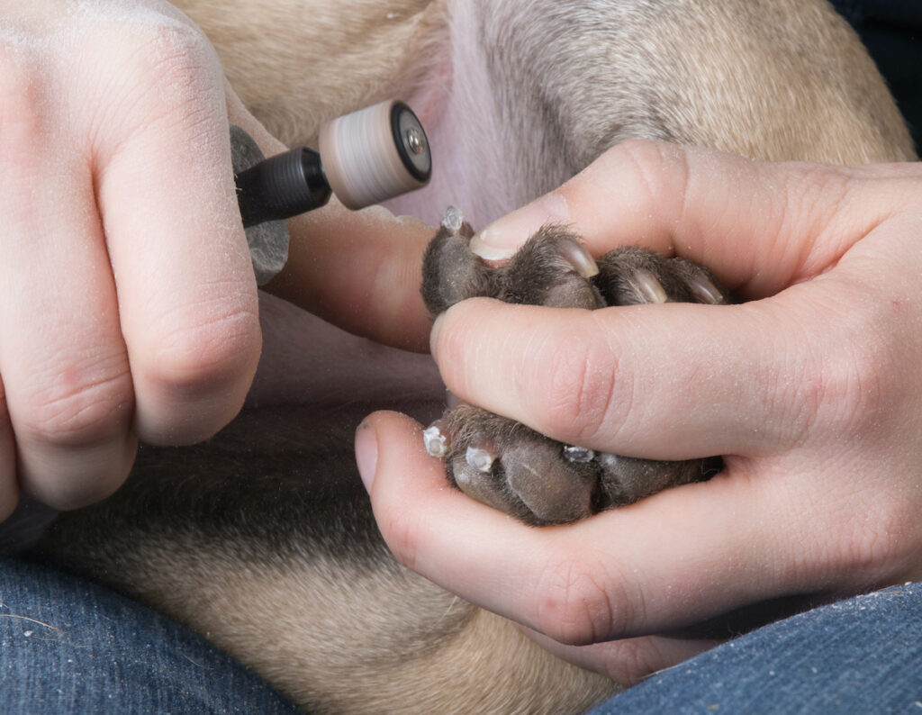 Best way to shop file dog's nails