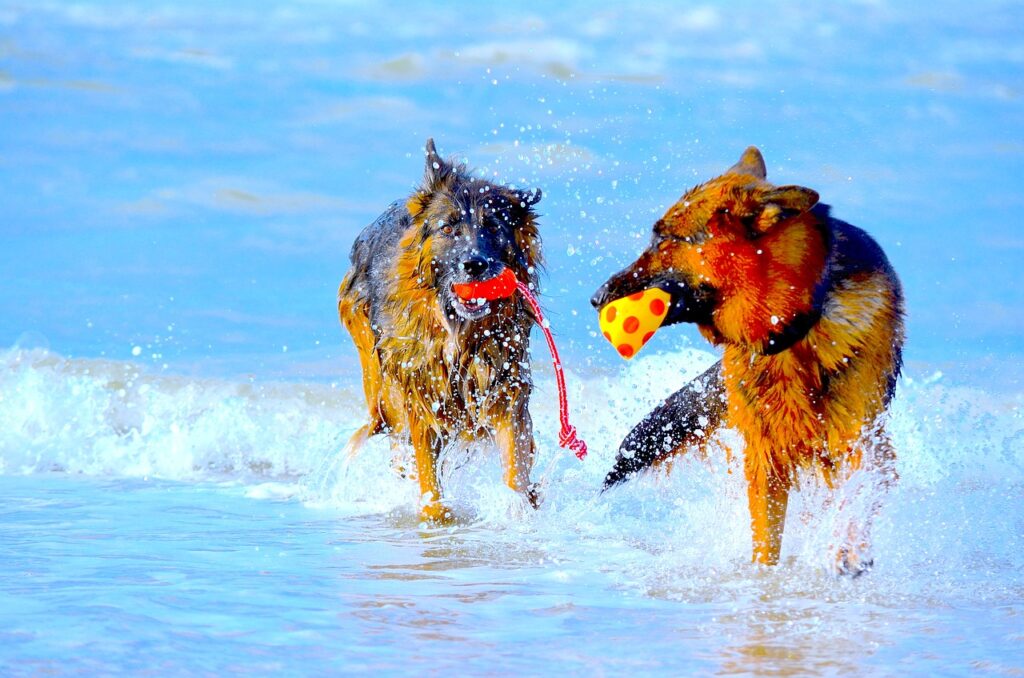 German Shepherds at play