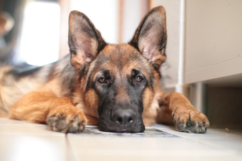 German Shepherd Puppies Nc