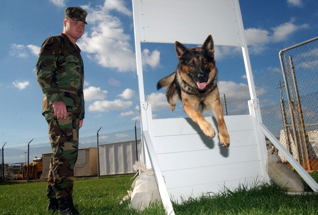 German Shepherd training