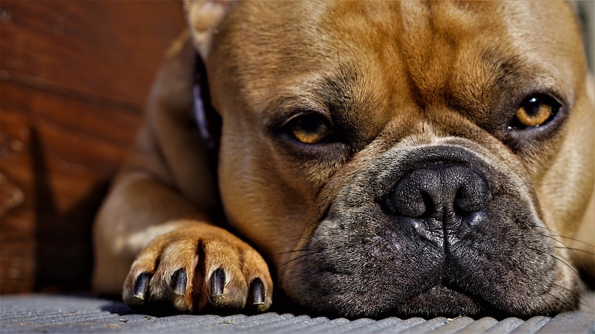 Can you file your dog's clearance nails with a nail file