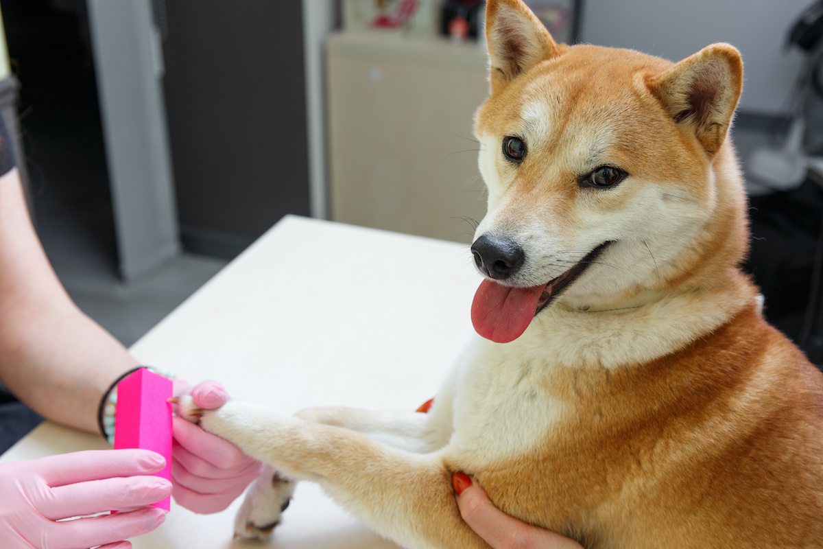 Best way to file dog's clearance nails