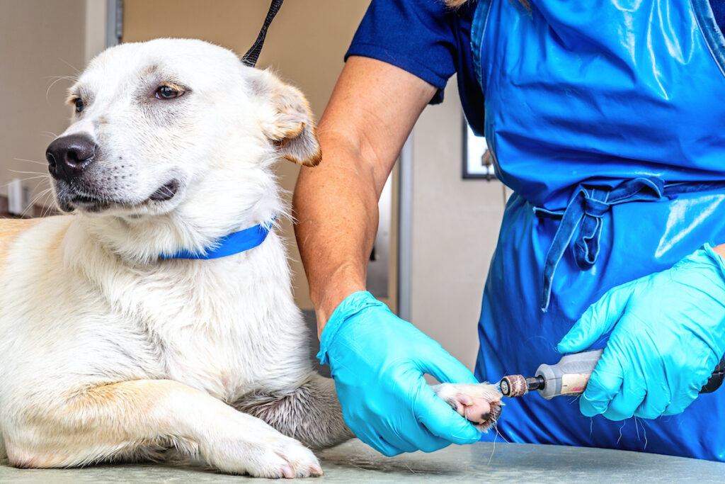 The 6 Best Dog Nail Grinders for Quick, Painless Trims