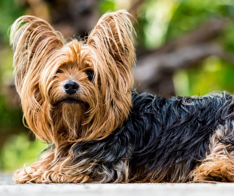 yorkshire terrier