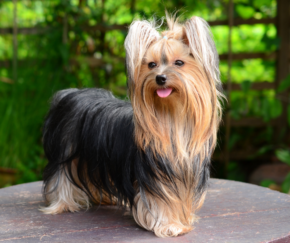 Golden yorkshire hot sale terrier