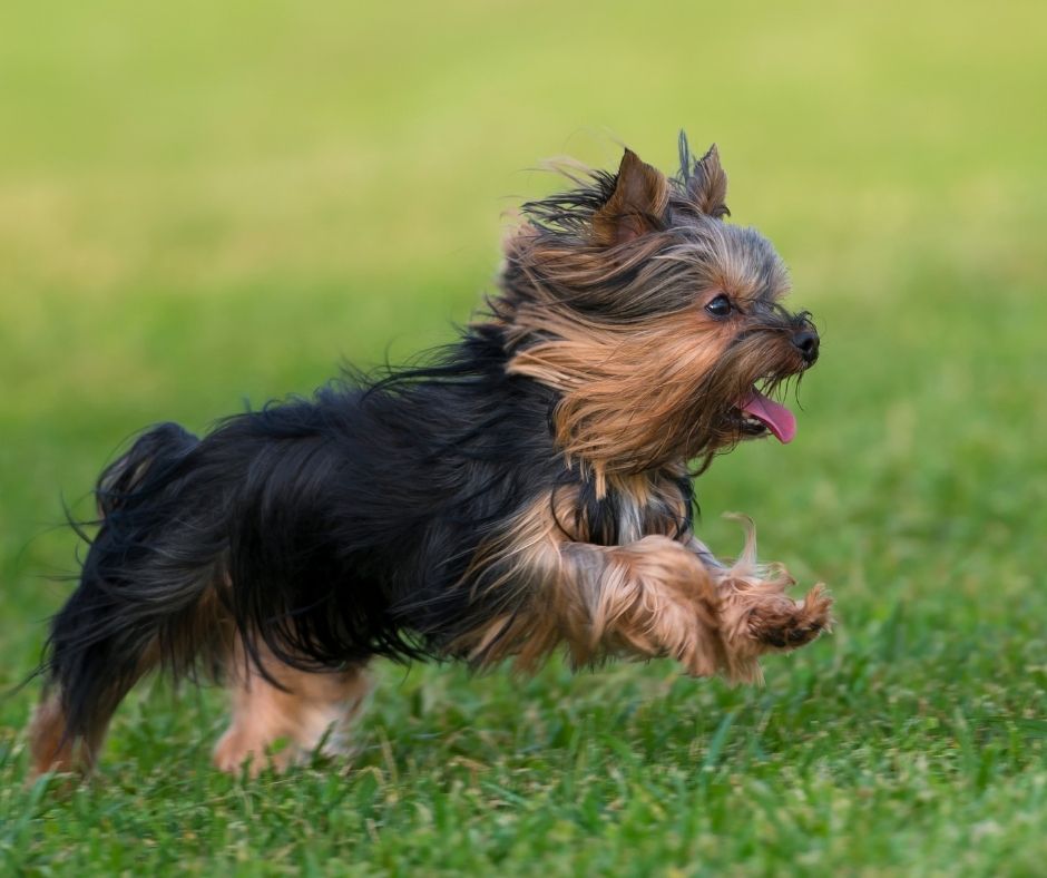 yorkshire terrier