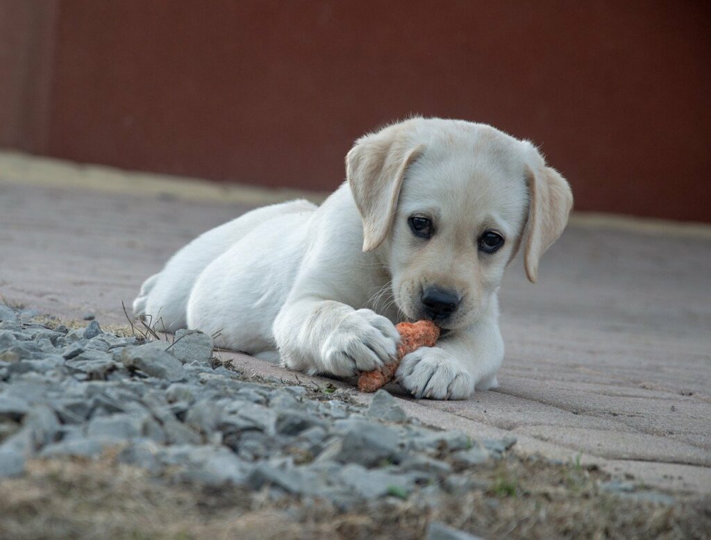 Lab puppy