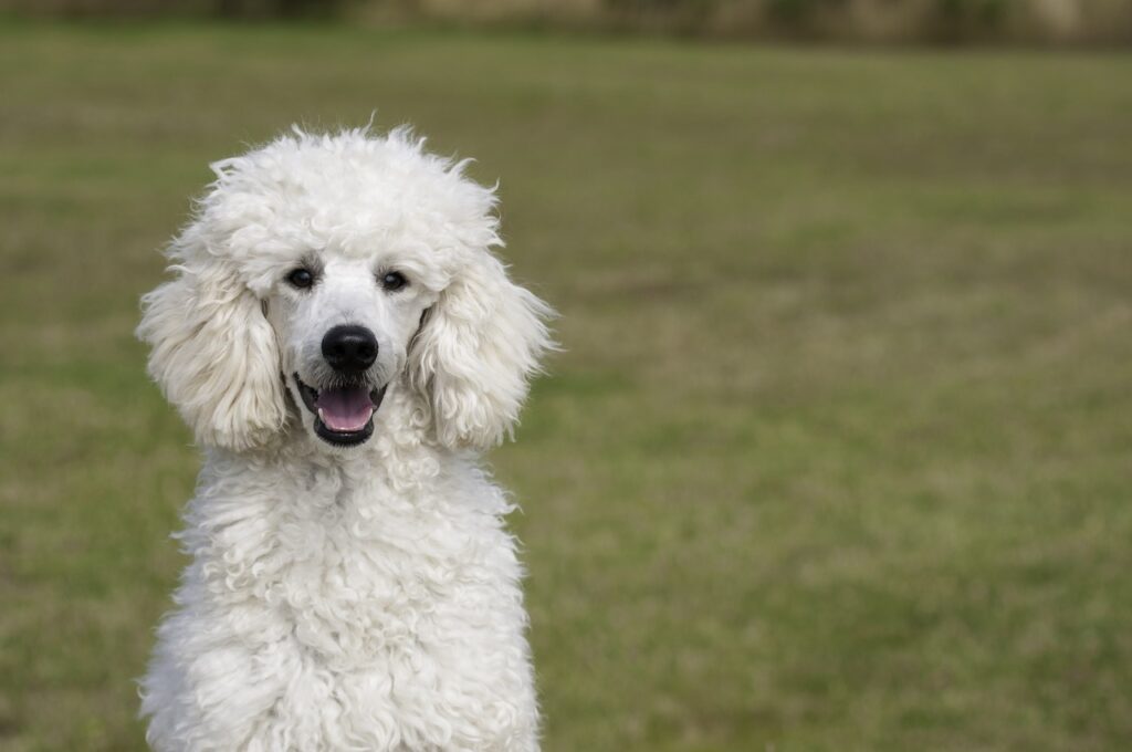 how to care for a miniature poodle