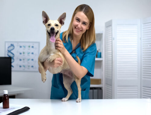 Everything You Need to Know About Your Pet’s Wellness Checkup