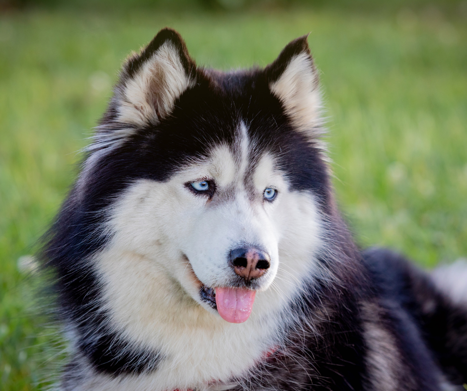 Long coat sale siberian husky