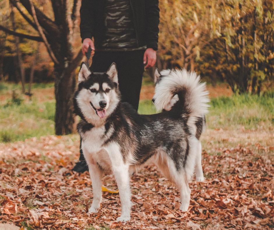 Siberian Husky