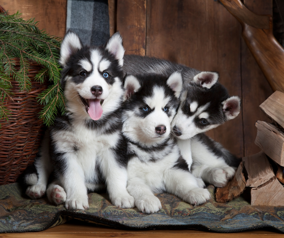 Siberian Husky