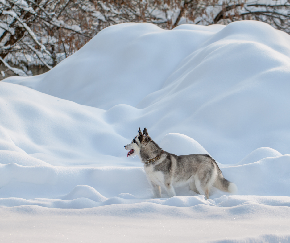 Siberian Husky