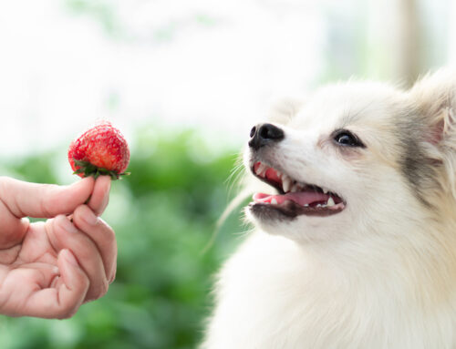 Can Dogs Eat Strawberries? A list of Do’s and Don’ts for Feeding Your Dog