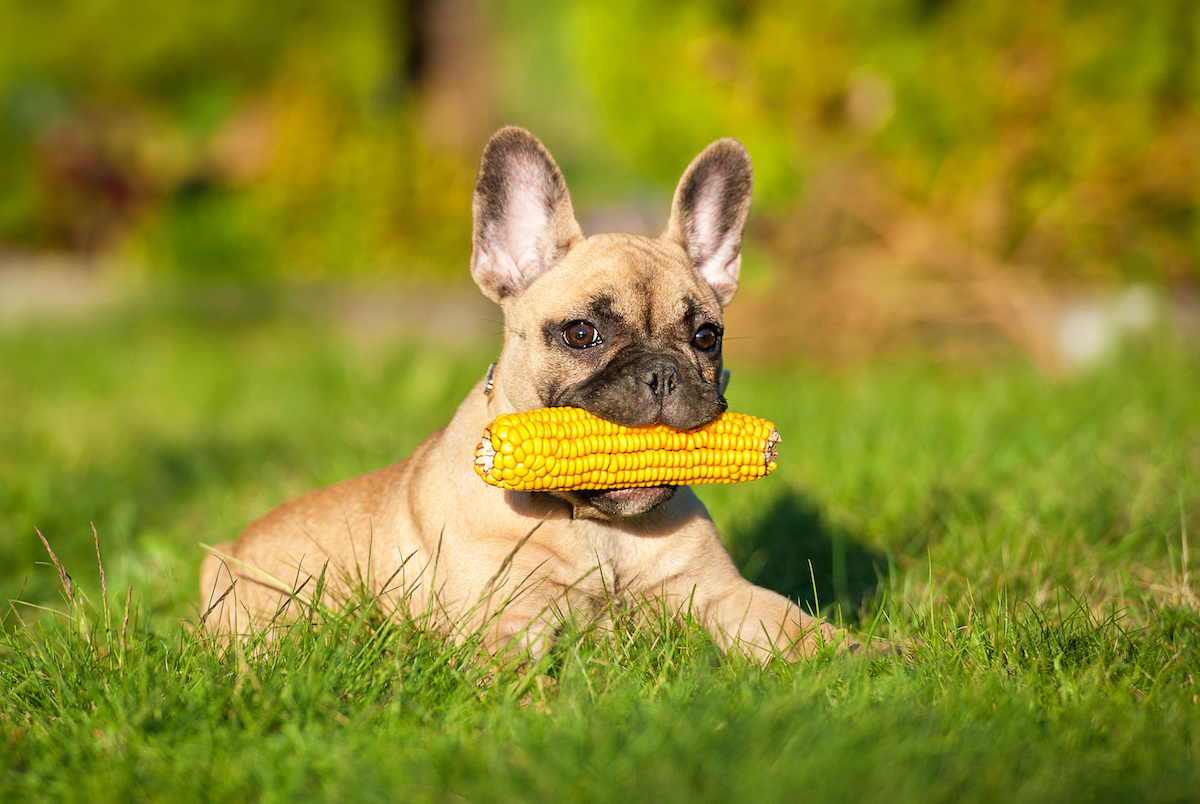 can dogs eat corn