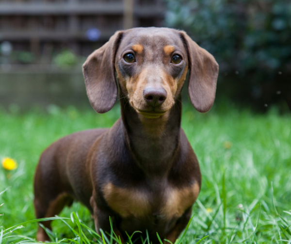 Dachshund - Animal Care Center