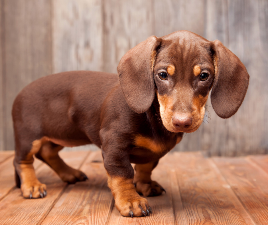 Picture of a sausage dog best sale