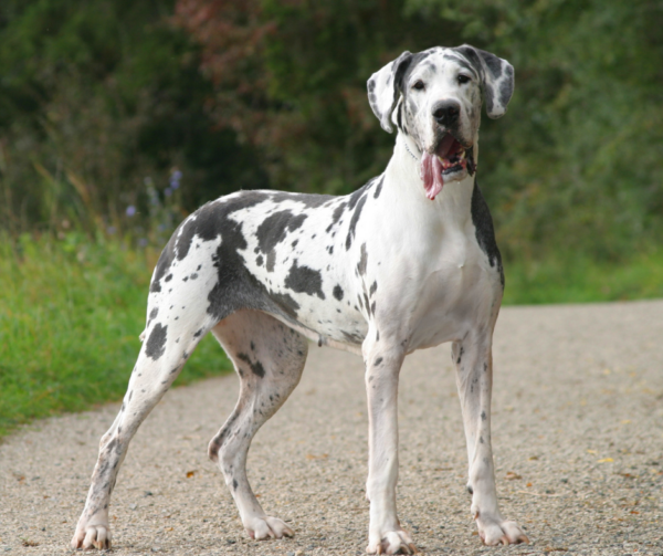 Great Dane - Animal Care Center