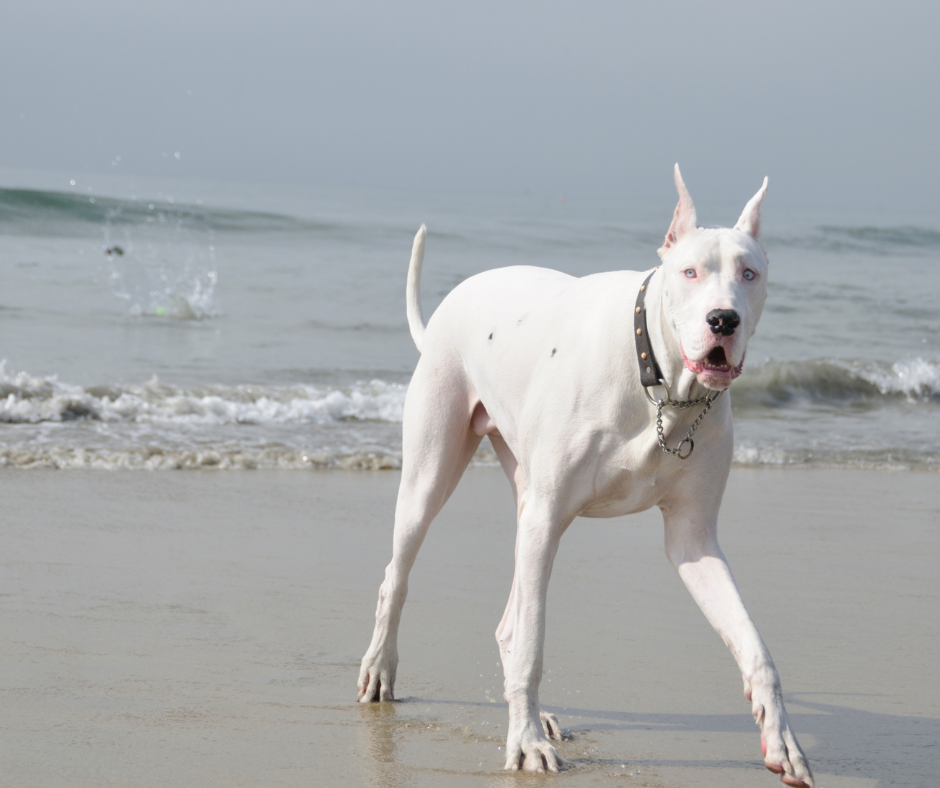 All white great store dane